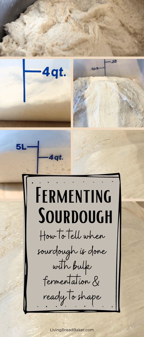 How to tell when sourdough is done with bulk fermentation - Living Bread Baker Bulk Fermenting Sourdough, Sourdough Pizza Dough, Dough Starter, Easy Bake Oven, Sourdough Starter Recipe, Sourdough Pizza, Bread Baker, Bread Making, Food Saver