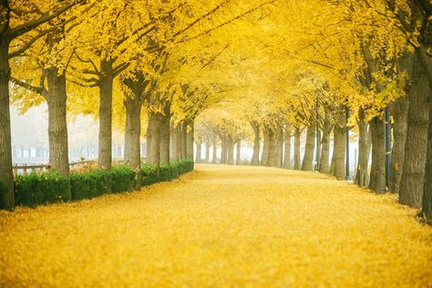 @travelgram_korea on Instagram: “We have pink cherry blossoms in spring and yellow gingko leaves in fall! Asan Gokgyocheon Ginkgo road has put on bright yellow "clothes" to…” Gingko Tree, Yellow Road, Tree Road, Gingko Leaves, Spring Breeze, Yellow Springs, Yellow Leaves, Landscape Pictures, Green Nature