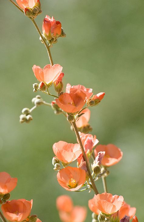 Desert Globemallow The two-toned color palette and simple composition caught my eye here. A shallow depth-of-focus made the flower stalk "pop" by keeping the background soft.   This flower is native to the desert Southwest. I found it at the Arizona-Sonora Desert Museum in Tucson. Dessert Flower Tattoo, Desert Wildflower Tattoo, Arizona Desert Flowers, Globemallow Tattoo, Plant Reference Photos, Desert Flower Tattoo, Textiles Aesthetic, Desert Globemallow, Desert Florals