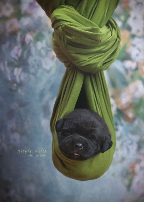 Professional Puppy Pictures, Puppy Studio Photography, Newborn Puppy Photography, Puppy Picture Ideas Photography, Newborn Puppy Pictures, Newborn Puppy Photoshoot Ideas, Puppy Photography Ideas, Puppy Litter Photoshoot Ideas, Puppy Photoshoot Ideas