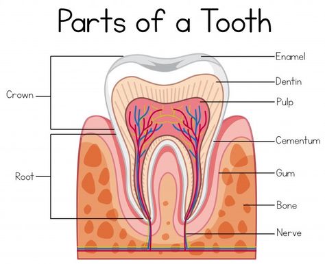 Teeth tooth anatomy Vectors, Photos and PSD files | Free Download Teeth Diagram Anatomy, Anatomy Of Tooth, Anatomy Of Teeth, Tooth Model Project, Dental Anatomy Notes, Teeth Anatomy Drawing, Dental Anatomy Drawing, Dentist Notes, Dentist Anatomy