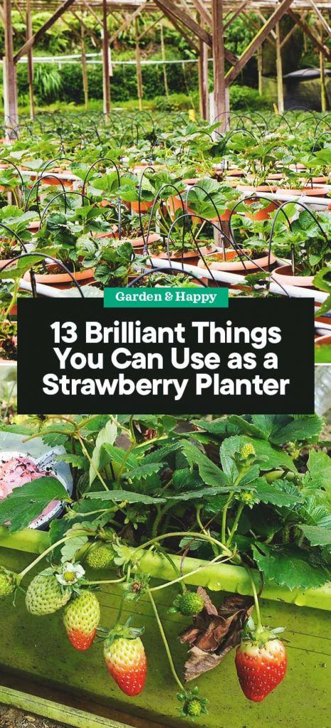 Palette Planter, Strawberry Planters Diy, Gardening Basics, Strawberry Planter, Homestead Life, Strawberry Planters, Homestead Ideas, Sustainable Gardening, Planter Garden