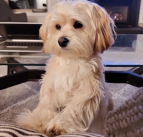 Morkie Dogs, Puppy Haircut, Bichon Havanais, Cavachon Puppies, Teddy Bear Dog, Dog Room, Very Cute Puppies, Dog Haircuts, Havanese Puppies