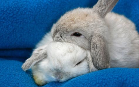 Rabbits Hugging | Blue deskto phd wallpaper with two rabbits sleeping Bunnies Cuddling, Mini Lop Bunnies, Crazy Bunny Lady, Cutest Bunny Ever, Two Rabbits, Bunny Lady, Rabbit Wallpaper, Beautiful Rabbit, Bunny Care