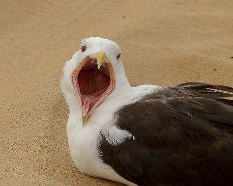 Angry Birds: Seagull with attitude Herring Gull, Angry Bird, February 6th, Strawberry Milk, Angry Birds, Photography Work, Amazing Photos, Wall Art Home, Art Home Decor