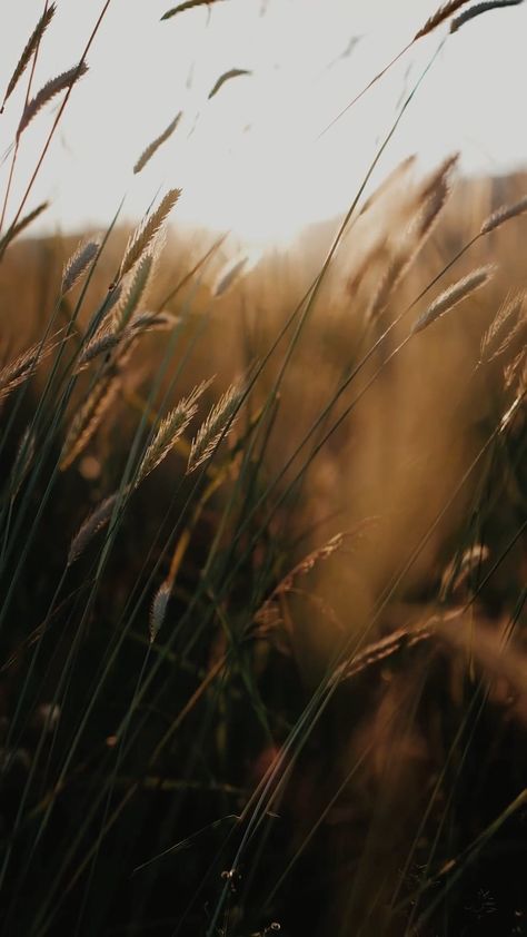 Barley Field Aesthetic, Corn Aesthetic, 1900s Aesthetic, Wheat Farm, Western Tattoo, Golden Wheat Field, Journal 2025, Tattoo 2024, Shadow Images