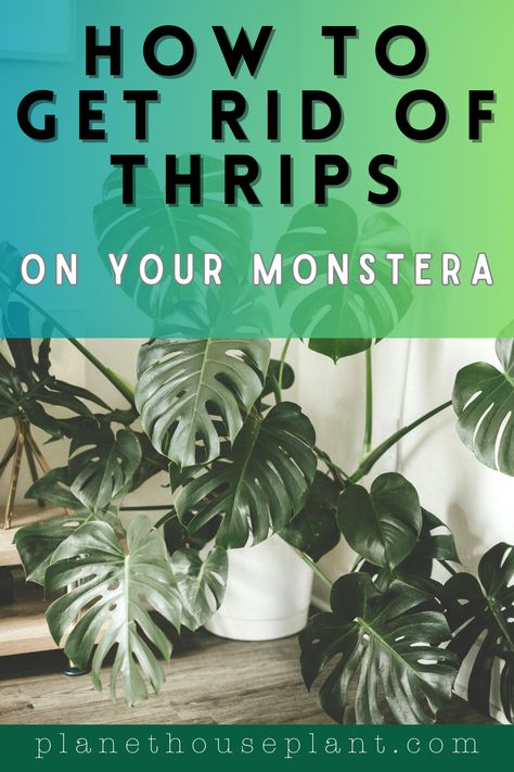 Monstera deliciosa are a thrips magnet and it can be a pain trying to get rid of them. Thrips are one of the more tenacious houseplants pests, and they can become immune to pesticides, so I've given you multiple options for thrips eradication, as well as my favourite method, which is using predatory mites to eat thrips Thrips How To Get Rid Of, Monstera Potting Mix Recipe, Thrips On Houseplants, Monstera Deliciosa Care, Monstera Plants, Plants Care, Pest Prevention, Insecticidal Soap, Toxic Relationship