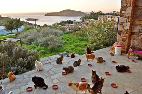 Count Me-ow In: Get Paid to Live on a Greek Island and Care for 55 Cats What Cats Can Eat, Cat Island, Cat Whisperer, Cat Sanctuary, Job Offers, Aegean Sea, Panoramic View, Greek Island, 45 Years