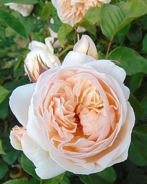 Rosa Sweet Juliet® 'AUSleap' (Double Pink David Austin Rose, Sweet Juliet rose) | North Carolina Extension Gardener Plant Toolbox Juliet Garden Rose, Pollinator Garden Design, Old English Roses, Cottage Garden Roses, Juliet Rose, David Austin Rose, Soil Texture, Austin Rose, Rose Care