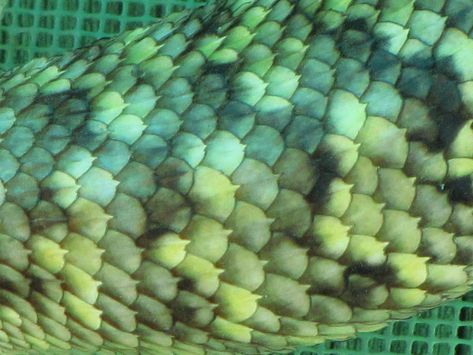 Collared Lizard Scales | Barstow Steve ... Lizard Scales, Reptile Scales, Dragon Mask, Rabbit Cages, Wicked Witch Of The West, Flight Rising, Paper Light, Dragon Scale, Fish Scales