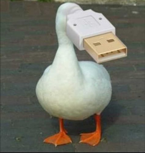 A Duck