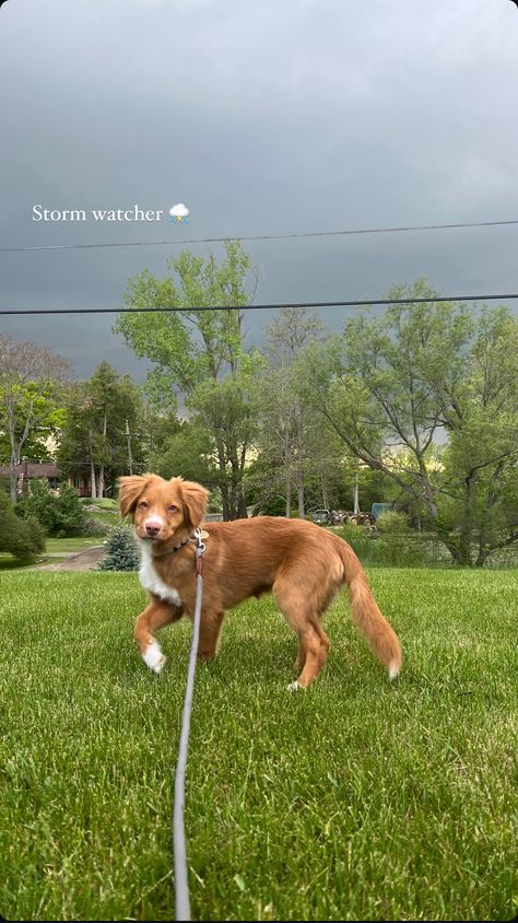 Nova Scotia Retriever, Toller Puppies, Duck Toller Retriever, Toller Puppy, Norwegian Dog, Toller Dog, Duck Toller, Nova Scotia Duck Tolling Retriever, Dog Angel