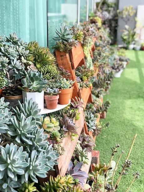 How To Water Succulents, Succulent Display, Rock Plants, Balcony Plants, Succulent Soil, Answering Questions, Succulent Gardening, Succulents In Containers, Peat Moss