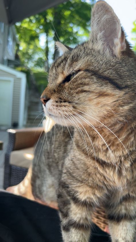 Grey Tiger Cat, Tiger Kitten, Cat Grey, Dream Pet, Tiger Cat, Striped Cat, Three Cats, Brown Cat, Cat Aesthetic