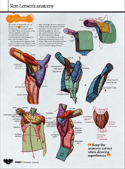 Ron Lemen Anatomy! Ron Lemen, Human Anatomy Reference, Human Anatomy For Artists, Male Figure Drawing, Human Body Anatomy, Anatomy Tutorial, Human Anatomy Drawing, Human Figure Drawing, Human Anatomy Art