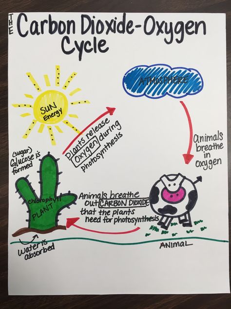 Science-The Carbon-Dioxide Oxygen Cycle Carbon Dioxide Oxygen Cycle, Carbon Dioxide Cycle, Oxygen Cycle, Coordinates Math, Cycle For Kids, Gcse Chemistry, Science Anchor Charts, Nitrogen Cycle, Classroom Science