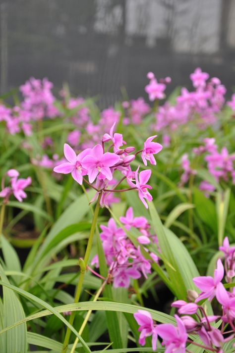 Ground Orchids Landscaping, Spathoglottis Plicata, Australian Orchids, Ground Orchids, Lady Slipper Orchid, Florida Plants, Art Restaurant, House Yard, Plant Decor Indoor