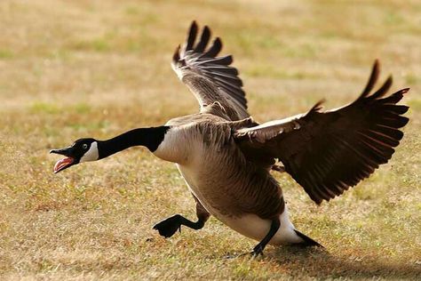 Wild Landing Geese Pictures, Goose Pictures, Duck Running, Running Drawing, Flying Goose, Swan Pictures, Animal Studies, Funny Goose, Canadian Geese