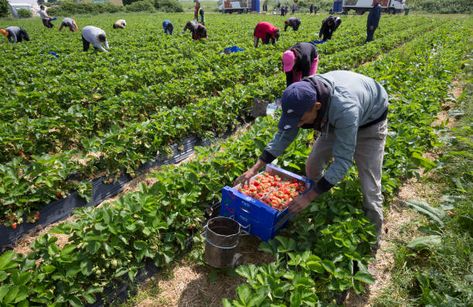 1,980 Migrant Farm Workers Strawberry Stock Photos, High-Res Pictures, and Images - Getty Images Farm Workers, Farm Work, Beautiful Birds, Perfect Summer, High Res, Getty Images, Photo Image, Birds, Stock Photos