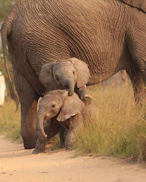 Please give me a ride on your back brother! | Animals wild, Animals beautiful, Baby animals Elephant Pictures, Elephants Photos, Baby Elefant, Save The Elephants, Elephant Love, African Elephant, Cute Animal Pictures, Animal Planet