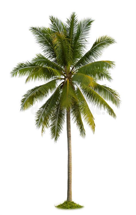 Palm Tree White Background, Coconut Tree Wallpaper, Tree Plan Photoshop, Coconut Background, Coconut Tree Png, Coconut Girl Aesthetic Outfits, Palm Tree Coconut, Coconut Aesthetic, Trees Background