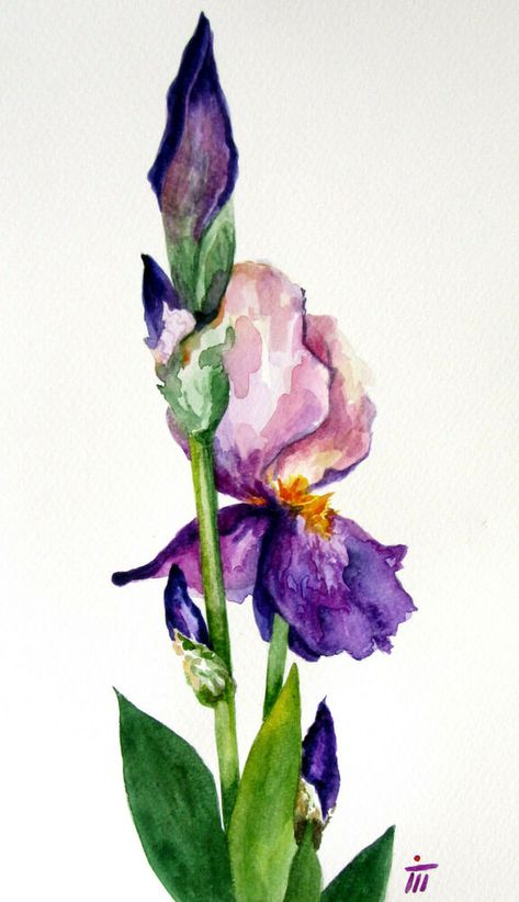 Original watercolor painting,art,flowers,Irideae,Moraea,Iris milesii,bouquet Watercolour Iris, Iris Watercolor Painting, Iris Paintings, Iris Watercolor, Watercolor Iris, Loose Watercolor Flowers, Iris Art, Iris Painting, Watercolor Tulips