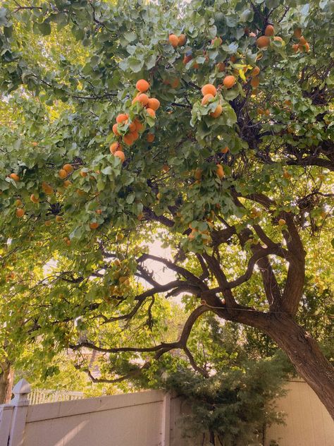 Apricot Tree Aesthetic, Greenery Backyard, Apricot Orchard, Apricot Trees, Swim Design, Manifest Board, Apricot Tree, House Features, English Garden