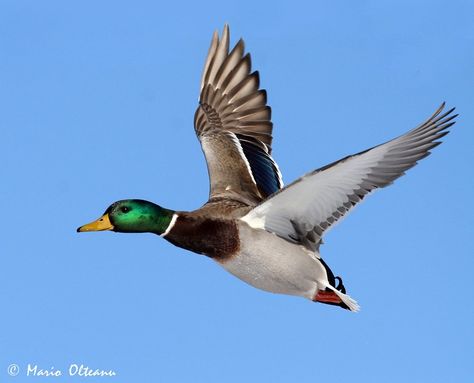 Duck Flying, Duck Mount, Duck Photography, Duck Species, Duck Drawing, Mallard Ducks, Duck Photo, Animal Illustration Art, Duck Art