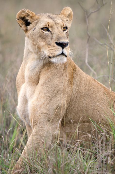 Regard Animal, Photo Animaliere, Gato Grande, Lion Love, African Lion, Animale Rare, Airbrush Art, African Wildlife, Large Cats