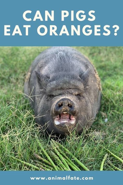 Can Pigs Eat Oranges? (And Orange Peels?) - AnimalFate What Can Pigs Eat, Pig Diet, Pigs Eating, Pig Food, Wild Hog, Orange Peels, Fruit Picking, Mini Pigs, Good Source Of Fiber