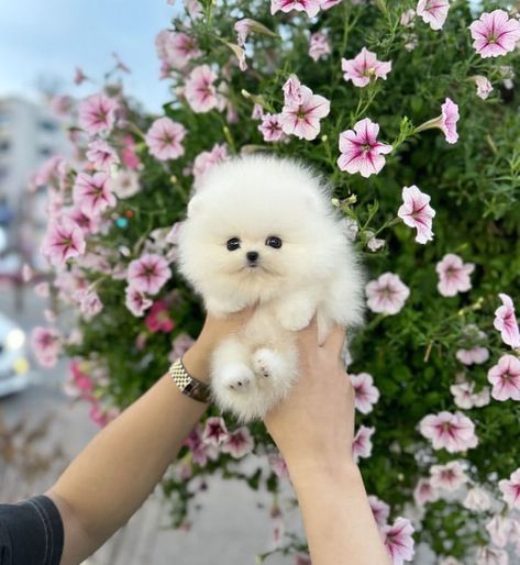 💜Will like to introduce to you all BEACKY the cute and beautiful teacup ☕️ POMERANIAN puppy 🐶 now available and looking for a good home 🏡. Teacup Pomeranian Puppy, Year Of Health, Cute Puppies For Sale, Pomeranian Puppy Teacup, Cute Teacup Puppies, Teacup Puppies For Sale, Teacup Pomeranian, Cute Pomeranian, Grooming Tips