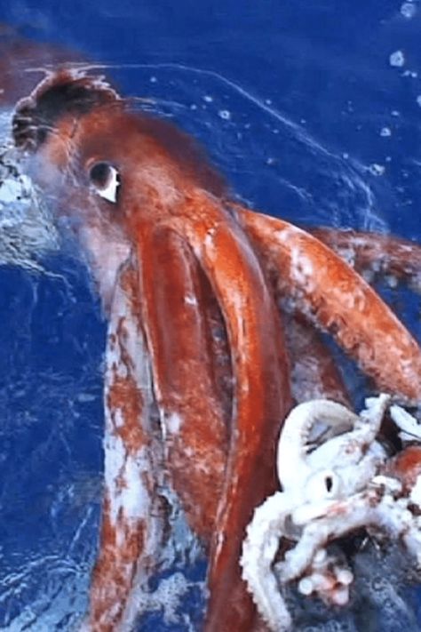 Top 10 Biggest Animals Deep Sea Squid, Big Squid, Colossal Squid, Friend Love Quotes, Giant Squid, Sperm Whale, Southern Ocean, Big Animals, Life Form