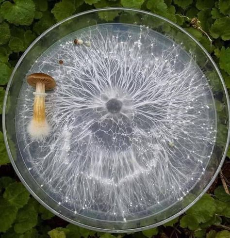 The main part of a mushroom is the mycelium, which is a network of fungal threads that grows inside or on top of different materials, such as wood, straw, or compost. The mushroom that we see is only a fruiting body that the mycelium makes when it wants to spread its spores. Mushroom cultivators use agar, a gel-like substance from red algae, to grow the mycelium Parts Of A Mushroom, Wild Food Foraging, Slime Mould, Petri Dish, Wild Food, Patterns In Nature, Permaculture, Botany, Home Remedies