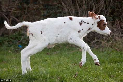 Meet mini-moo! The smallest calf in Britain sleeps in a dog basket Cow Calf Drawing, Mooshroom Crochet, Calf Reference, Calf Illustration, Cow Over The Moon, Cow Reference, Cow Jumping, Cow Sketch, Cow Photography