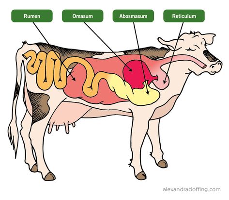 Cows digestive track Cow Digestive System, Animal Science Projects, Stomach Diagram, Digestive System Diagram, Cow Stomach, Vet Tech Humor, Livestock Judging, Equine Veterinary, Large Animal Vet