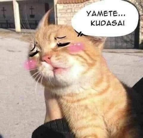 Yamete kudasai cat meme Funny Text Pictures, Funny Gaming Memes, Silly Cats Pictures, Cat Meme, Funny Profile, Funny Profile Pictures, Cute Memes, Gaming Memes, Silly Cats