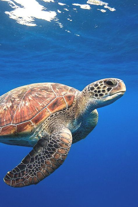 Swimming Sea Turtle photography animals animal photography ideas sea turtle cool photography animal photography Sea Turtle Images, Sea Turtles Photography, Sea Turtle Pictures, Turtle Wallpaper, Turtle Images, Fauna Marina, Animals Crossing, Turtle Swimming, Tortoise Turtle