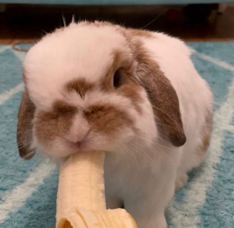 Rabbitlovers on Instagram: “Bunny really love bananas 🍌 📸 @itsbunnycoco . 🔥Follow @rabbit_crib👈 🔥Follow @rabbit_crib👈 🔥Follow @rabbit_crib👈 . . . . #rabbit_crib…” Bunny Eating Banana, Bunny Eating, Eating Banana, Eating Bananas, Rabbit Eating, Bananas, Rabbits, Buns, Cribs