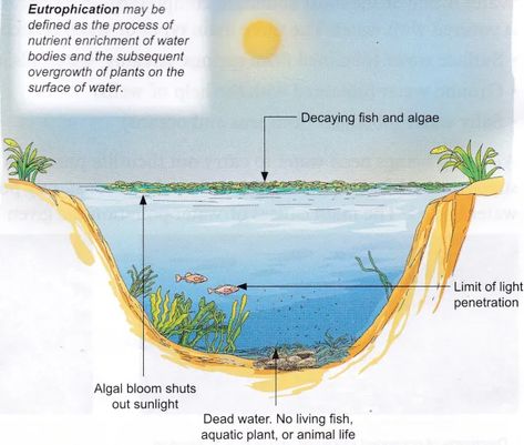 What Are The Effects Of Water Pollution - A Plus Topper Effects Of Water Pollution, Water Pollution, Plant Covers, Aquatic Animals, Water Bodies, Aquatic Plants, Microbiology, Water Bear, A Plus