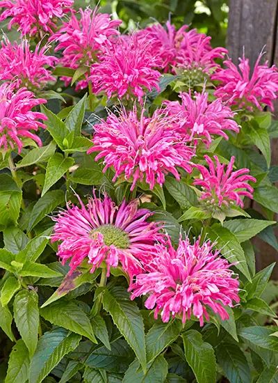 Long Blooming Perennials Sun, Blooming Perennials, Garden Notes, Garden Perennials, Pink Plants, Front Yard Plants, Long Blooming Perennials, Peaceful Garden, Fall Planting