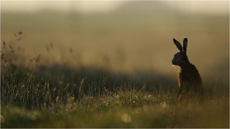 Rabbit Aesthetic, Changing Aesthetic, Rabbit Names, Wild Hare, Wild Rabbit, Rabbit Rabbit, Earth Pictures, Early Mornings, Animal Photos