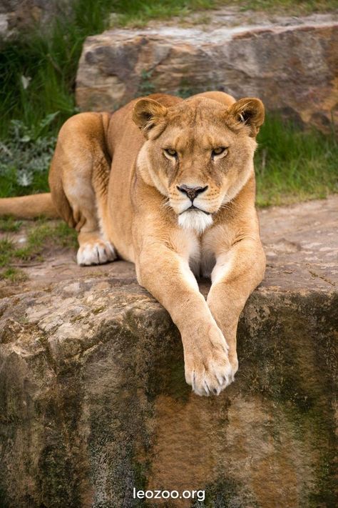 What Is a Female Lion Called? Lion Africa, African Cats, Female Lion, Lion Photography, African Lion, Large Cats, Lingerie Shop, Lynx, Big Cats