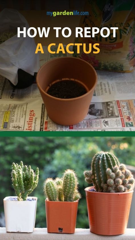 Indoor Cactus Garden, Indoor Cactus Plants, Small Cactus Plants, Christmas Cactus Care, Cactus House Plants, Cactus Terrarium, Indoor Cactus, Cactus Care, Easy Plants To Grow