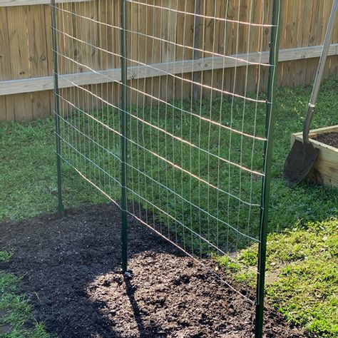 How to Make a Green Bean Trellis Using Welded Wire Green Bean Lattice, Green Bean Garden Trellis, Trellis Green Beans, Diy Pole Bean Trellis, Bean Supports Vegetable Garden, Garden Trellis For Vegetables, Fenced Off Garden Area, Diy Green Bean Trellis, Homemade Garden Trellis