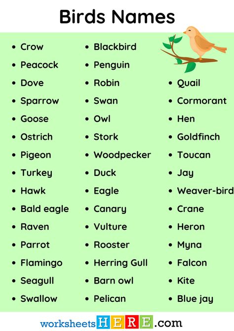 Birds Names List in English PDF Worksheet For Students - WorksheetsHere.com Birds Name List, Hawk Eagle, Herring Gull, Name List, Goldfinch, Barn Owl, Blue Jay, Black Bird, Bald Eagle