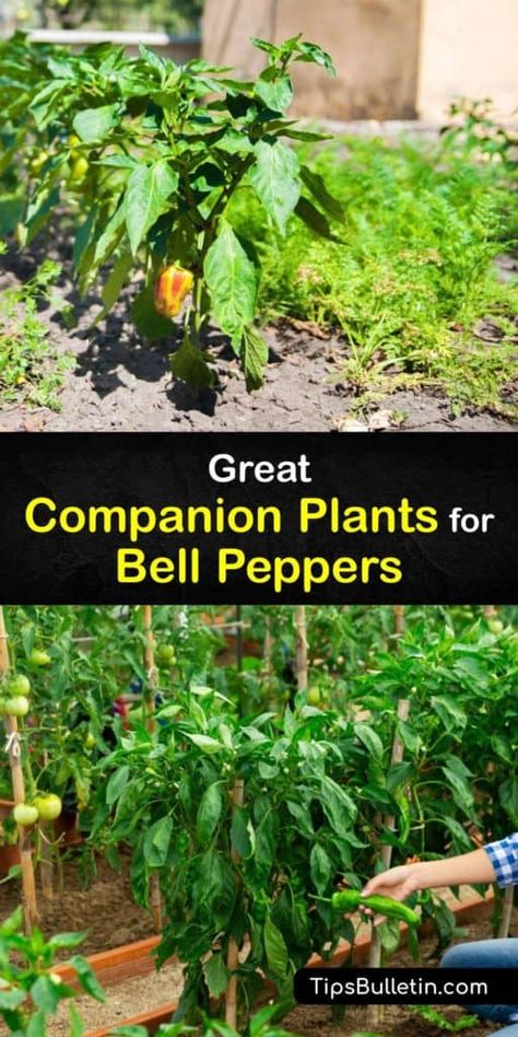 Planting Bell Peppers, Grow Radishes, Carrots And Cucumbers, Pepper Companion Plants, Companion Planting Guide, Growing Bell Peppers, Raised Gardens, Companion Planting Vegetables, Companion Gardening