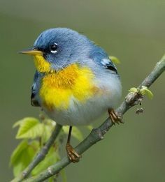 Blue & yellow bird.🐦 Regnul Animal, Nature Birds, Bird Pictures, Exotic Birds, Bird Drawings, Pretty Birds, Bird Photo, Colorful Birds, Watercolor Bird