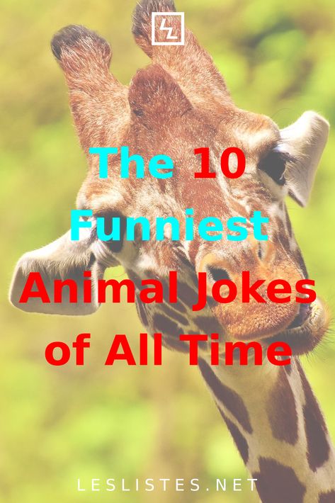 Animals have always been a source of inspiration for jokes, and the 10 funniest animal jokes of all time will make you laugh. 10 Funniest, Funny Animal Jokes, Sassy Quotes, Jokes For Kids, Animal Jokes, Cute Animal Pictures, Zoo Animals, You Funny, Source Of Inspiration