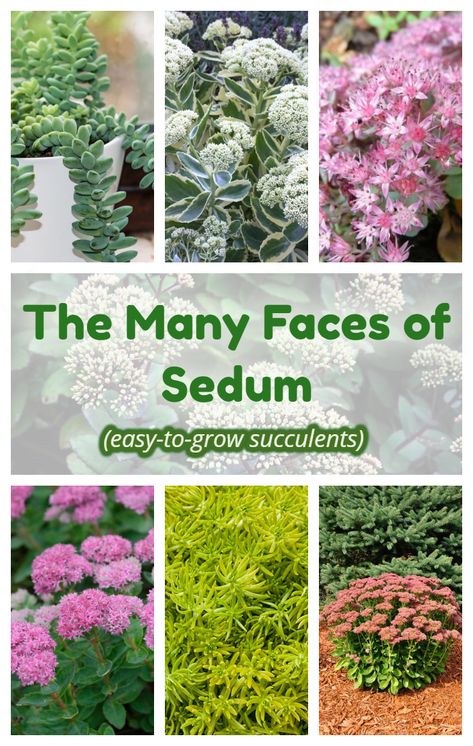 Sedums are easy-to-grow succulents that add color and interest to your garden in summer and fall! There are hundreds of varieties, so you can plant tall or creeping sedums to bring colorful flowers and interest to your garden. #sedums #succulents #succulentgarden #gardening Sedum And Hosta Garden, Sedum Plants Perennials, Sedums In Pots, Creeping Sedum Ground Cover, Sedum Container Ideas, Sedums In Garden, Types Of Sedum Plants, Sedum Garden Ideas, Sedum In Pots