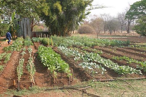 Garden Rows, Veggie Patch, Plant Guide, Family Garden, Different Vegetables, Desert Plants, Garden Layout, Veggie Garden, Farm Gardens